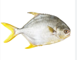 Frozen Pompano, Glazed (approx. 600-700g)